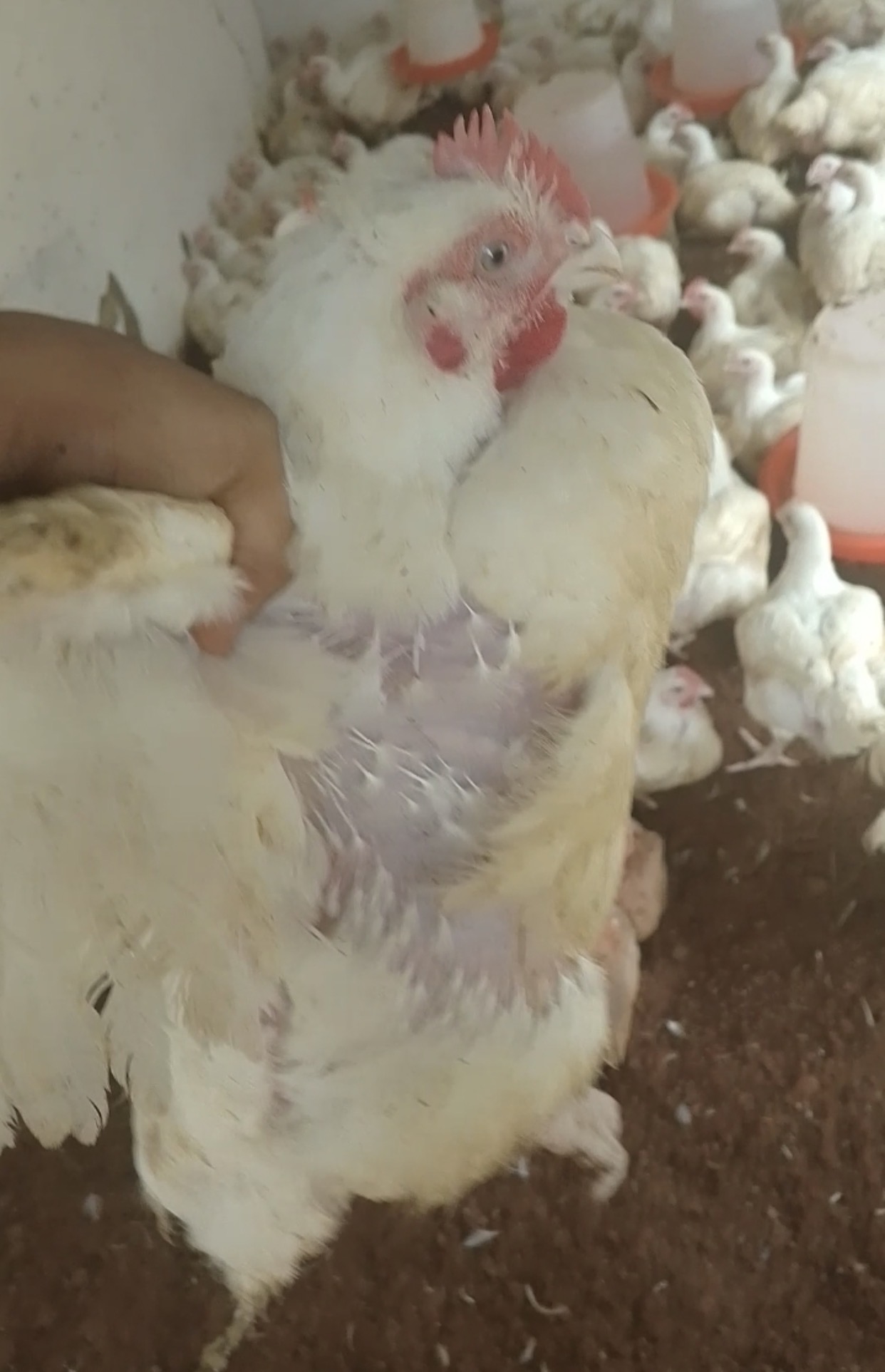Help me grow my poultry farming business